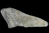 Partial Fossil Megalodon Tooth - Serrated Blade #84252-1